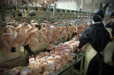 فعالیت 5 زنجیره تولید گوشت مرغ در آذربایجان غربی