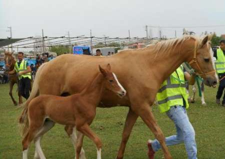 پایان دوازدهمین جشنواره ملی زیبایی اسب ترکمن با معرفی گونه های برتر