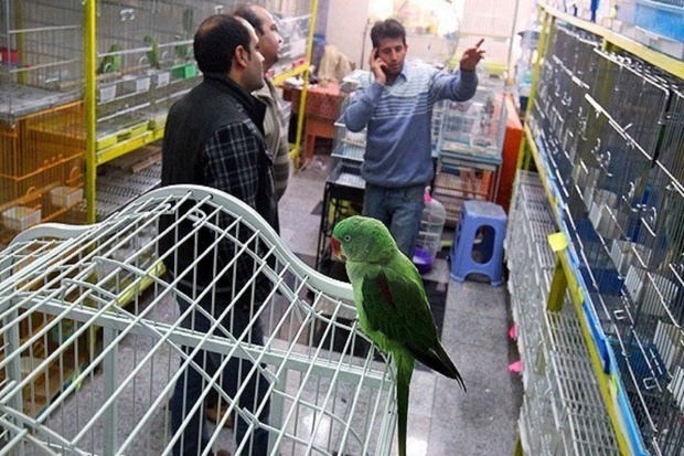 بازار پرنده فروشان کانون انتقال بیماری های طیور است
