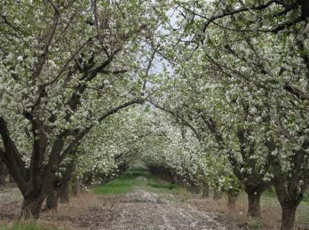 170 هزار اصله نهال در باغ سیب مهر شهر کرج کاشته می شود