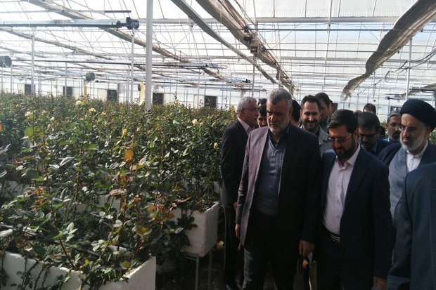 وزیر جهاد کشاورزی از گلخانه گل رز در بیرجند بازدید کرد