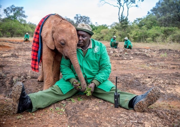 عکس روز نشنال جئوگرافیک، دوستیِ صمیمانه فیل و انسان