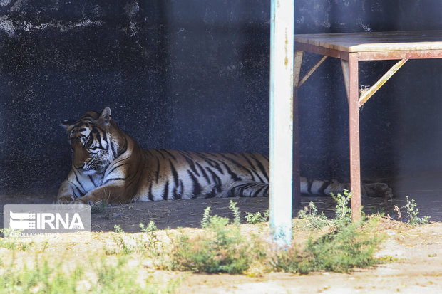 فراخوان واگذاری باغ وحش خرم‎آباد به بخش خصوصی