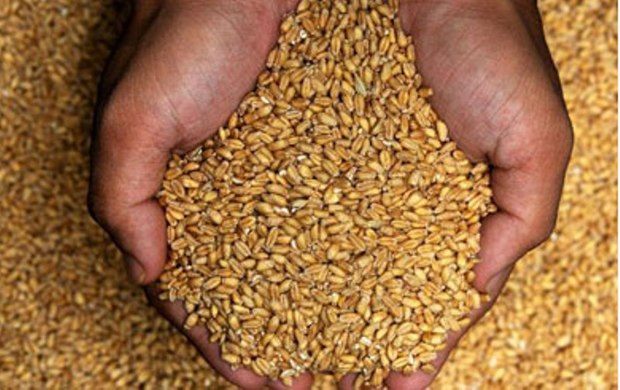 13هزار تن بذر اصلاح شده در خراسان شمالی خریداری شد