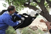 ۳۲۰ هزار راس گاو در آذربایجان‌شرقی علیه بیماری دامی واکسینه می‌شود