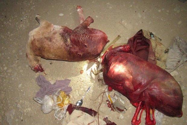 لاشه های 2 راس قوچ وحشی در تنگستان کشف شد