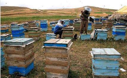رشد 15 درصدی مزارع پرورش زنبور عسل در گیلانغرب