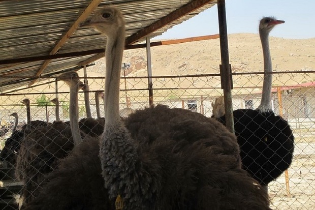 تنوع بخشی به سفره های ایرانی با گوشت شترمرغ آفریقایی