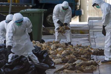 شناسائی چند کانون آنفلوانزای مرغی در مازندران