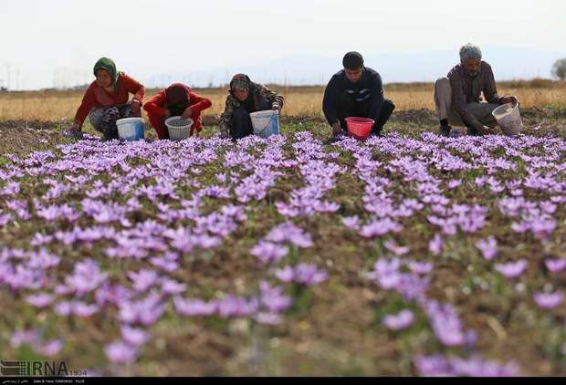 پرداخت افزون بر29میلیارد ریال برای توسعه وایجاد مزارع زعفران خراسان شمالی