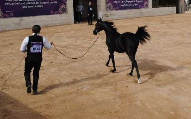 جشنواره اسب اصیل عرب با معرفی برترین ها در دزفول پایان یافت