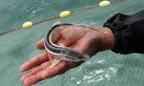 رهاسازی 280 میلیون قطعه‌ای بچه ماهی برای بازسازی ذخایر آبزیان دریای خزر
