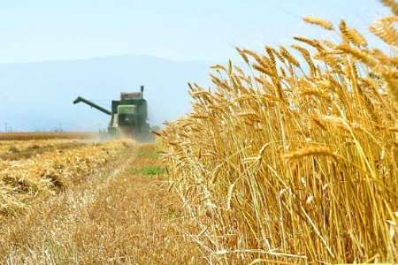 خرید 2 میلیون و 400 هزار تن گندم طی 2 ماه نخست فصل برداشت گندم در کشور