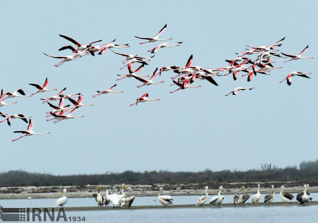 پرندگان مهاجر برای زمستان‌گذرانی وارد خلیج گرگان و جزیره آشوراده شدند