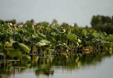 تخصیص 2500 میلیارد تومان برای احیای تالاب انزلی