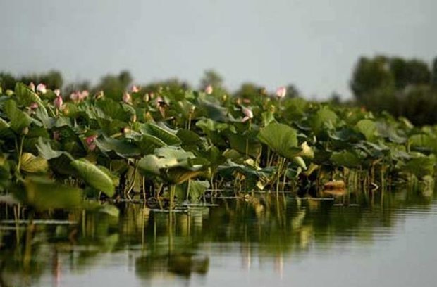 تخصیص 2500 میلیارد تومان برای احیای تالاب انزلی