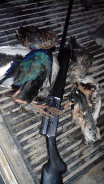 دستگیری متخلف شکار غیرمجاز پرندگان در شوشتر