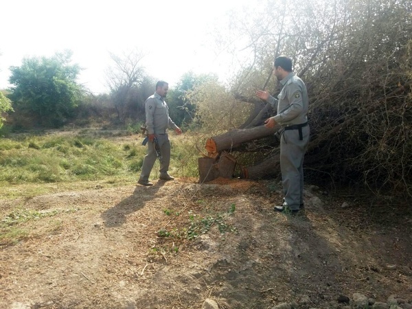 دستگیری عاملین قطع درختان کُنار در منطقه پارک ملی دز شهرستان دزفول