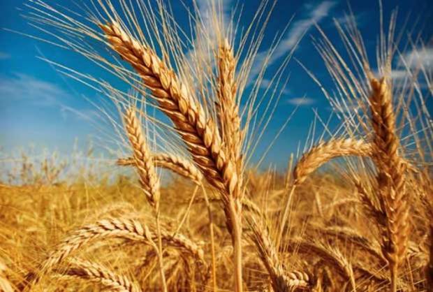 شوش همچنان رکورد دار تولید گندم در کشور است