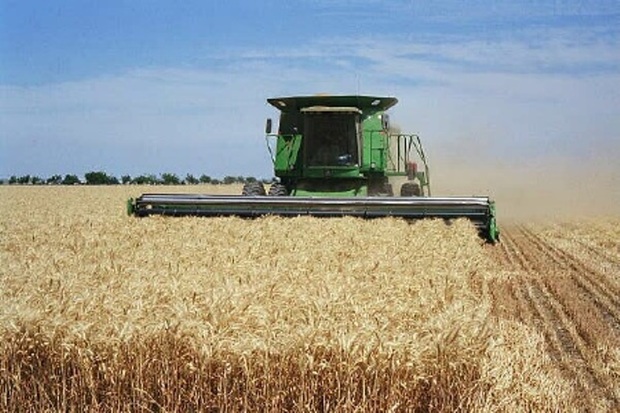 29 هزار تن گندم در شهرستان مرند برداشت می شود