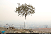 کاشت درختان جوابگوی رفع دی‌اکسید کربن موجود در جو نیست