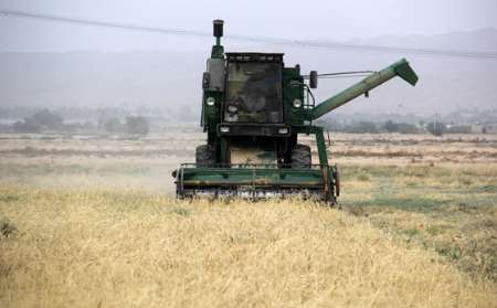 تولید گندم در استان بوشهر 64درصد کاهش یافت