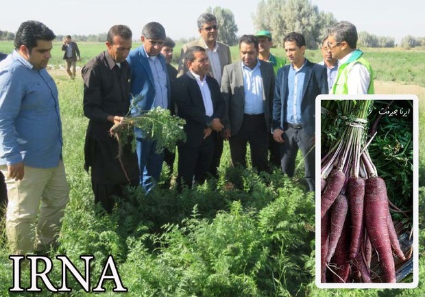رشد 10برابری کشت هویج سیاه در قلعه گنج استان کرمان
