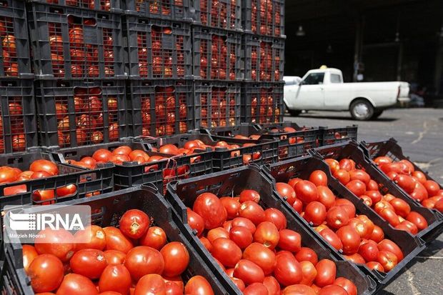 تولید ۵۴۰۰ تن گوجه‌فرنگی در مهاباد