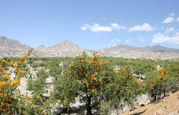 گیاه آنغوزه در 1100 هکتار عرصه ملی رفسنجان کشت شد