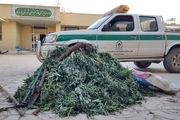 ۲۵۰ کیلوگرم گیاه بیلهر در شهرستان پاسارگاد توقیف شد