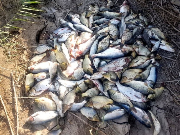 بارندگی 10میلیارد ریال به مزارع پرورش ماهی خسارت زد