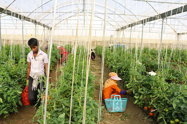 دولت تدبیر و امید ۱۳ هزار شغل در بخش کشاورزی سمنان ایجاد کرد
