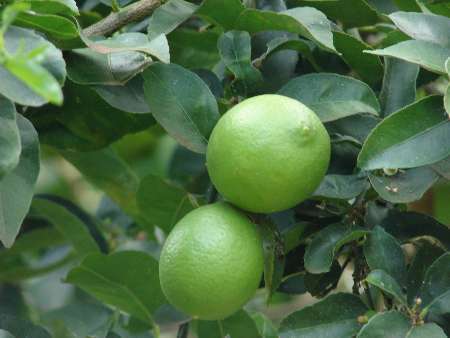 آغاز برداشت لیمو ترش از باغ های سیستان و بلوچستان