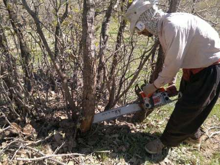 قاتل درختان جنگلی کوهمره سرخی شیراز دستگیر شد