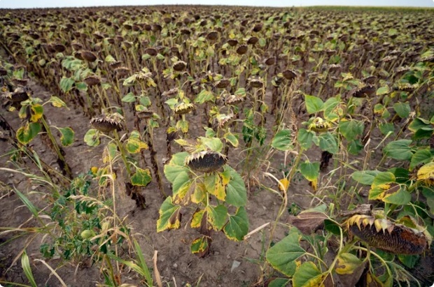 خشکسالی بیش از نیمی از اروپا و حوضه مدیترانه را در بر می‌گیرد