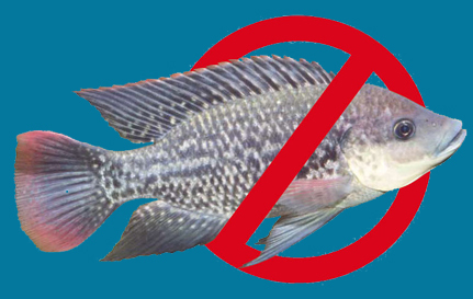 تهاتر ماهی قزل آلا با تیلاپیا خلاف قوانین حفاظت از محیط زیست است
