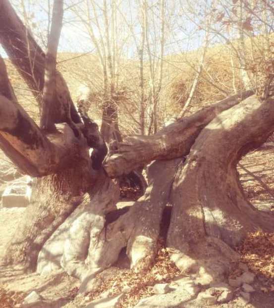 عمر درخت چنار ماهان پنج هزار سال تخمین زده می شود