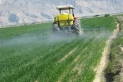 1500 هکتار از مزارع گندم گرمی سم پاشی شد