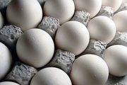 55 هزار تن از تخم مرغ تولیدی در قزوین قابلیت صادرات دارد