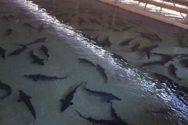 تالش در پرورش ماهیان خاویار رتبه اول کشور را دارد