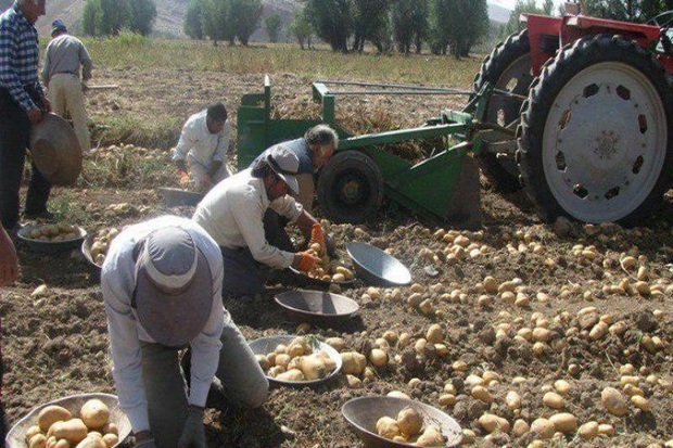 جهاد کشاورزی اردبیل کارشناس فنی سیب زمینی تربیت می کند