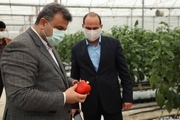 آمادگی همه جانبه دولت برای رفع موانع موجود در تولیدات گلخانه‌ای مازندران