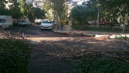 شهرداری تهران شایعه قطع درختان در محله نارمک را تکذیب کرد