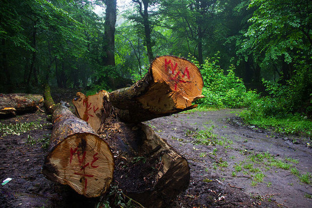 هیچ مجوزی برای قطع درختان جنگلی صادر نشده است