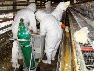 مدیرکل مدیریت بحران استان از روند کنترل بیماری آنفلوانزای پرندگان بازدید کرد