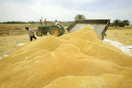 میزان خرید گندم در کهگیلویه و بویراحمد به 64 هزار تن رسید