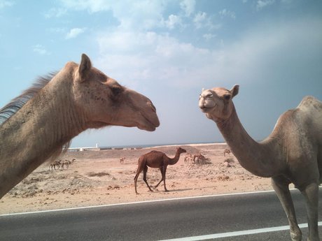 همزمان با بحران آب در کشور، مراتع استان فارس به شترهای قطری اجاره داده می شود!