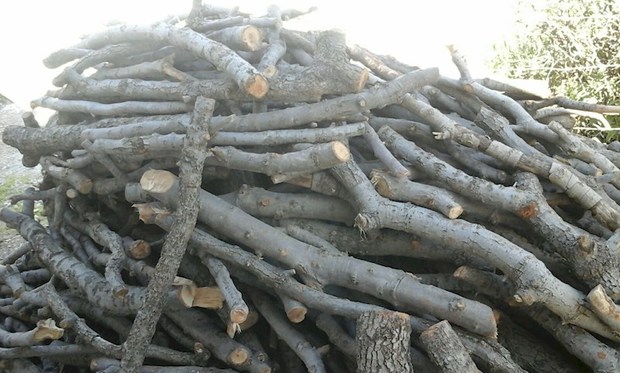 کشف 12 تن چوب درخت بلوط قاچاق در خرم آباد