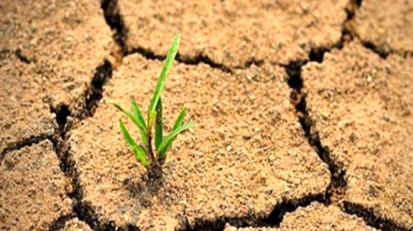 خاک مازندران مشکل چالش برانگیز برای کشت محصولات کشاورزی ندارد