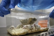 
ساخت «مینی قلب» از سلول‌های بنیادی موش 